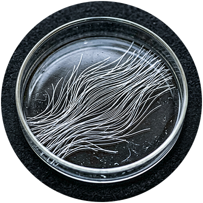 Horsetail extract