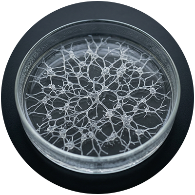 LACTOBACILLUS FERMENT LYSATE